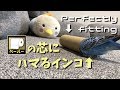 トイレットペーパーの芯にハマるインコのピピ / Budgie fits into the core of toilet paper. [#049]
