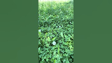 Best Time to Plant a Clover Food Plot #clover #foodplots