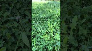 Best Time to Plant a Clover Food Plot #clover #foodplots