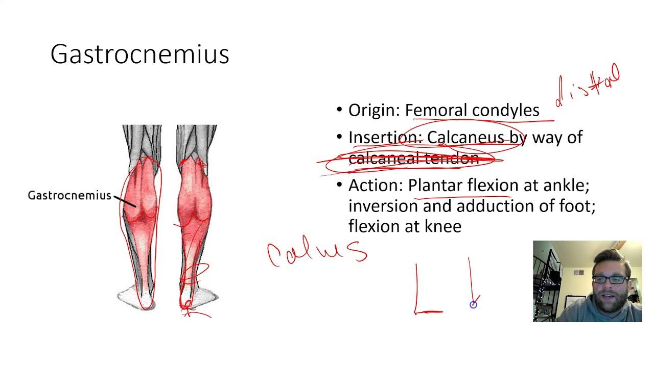 Muscles of the Thigh Part 2 - YouTube