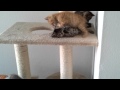 Kitten washes his sister