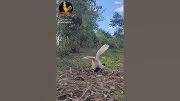 Bẫy Gà Rừng bằng gà mái Quá nhanh Pikat Betina This poor hen too much love at once #chicken #shorts