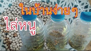 ไล่หนูด้วยพริกไทยเม็ดในบ้านแบบง่ายๆ ทำแล้วเห็นผลชัดเจน