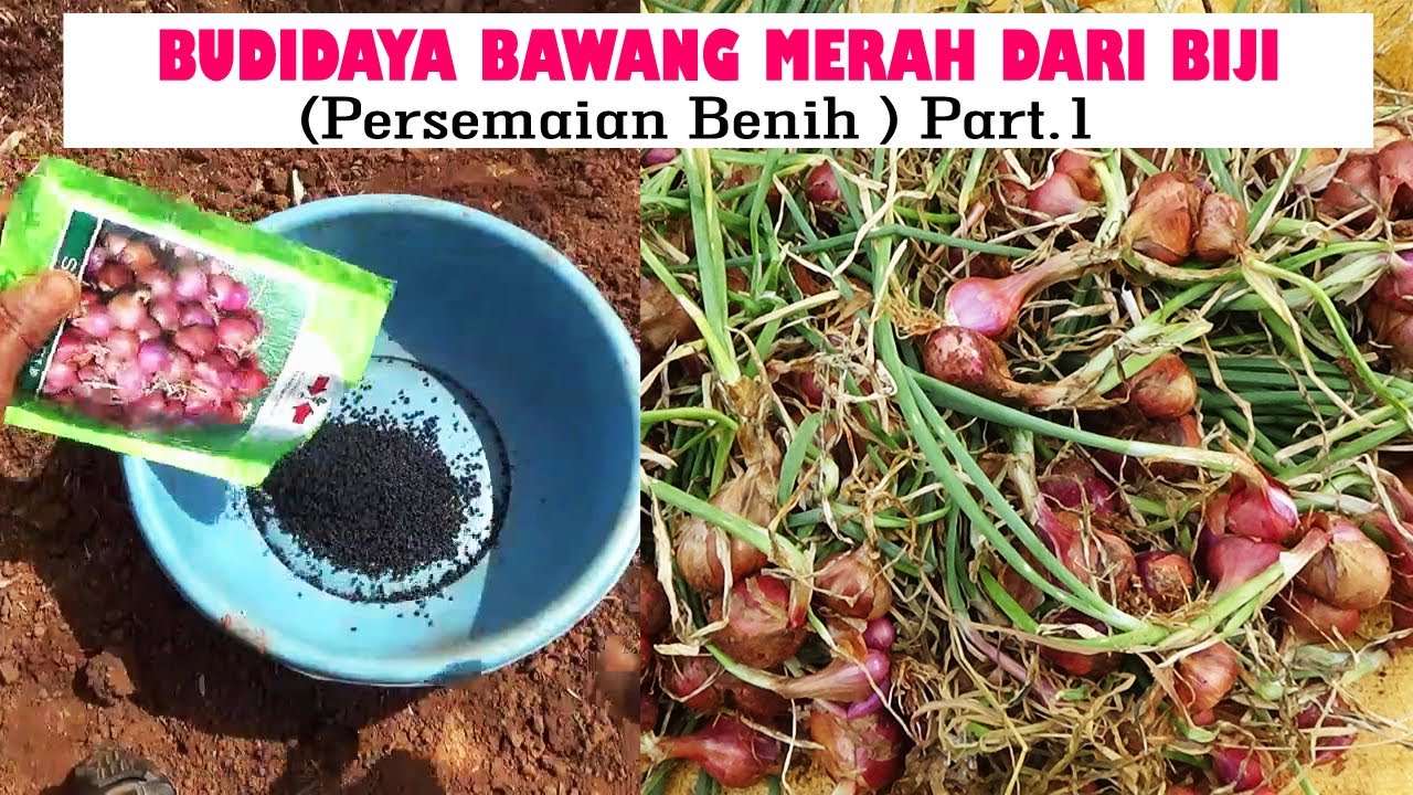 TUTORIAL TANI ‼️MENANAM BAWANG MERAH DARI BIJI TSS  DI LAHAN  ( PERSEMAIAN BIJI )  PART 1