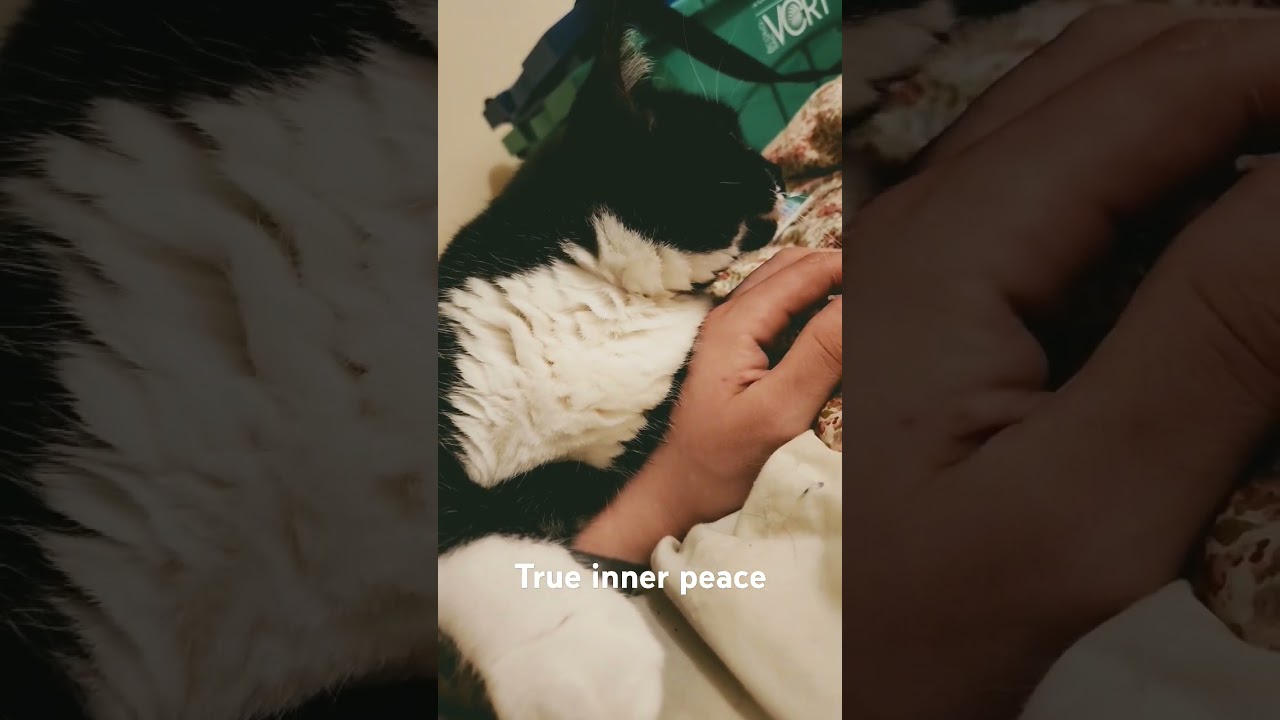 kitty snugs ft. mittens 