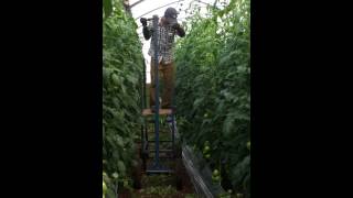 Nepali student in Israel Agriculture Tomatos field