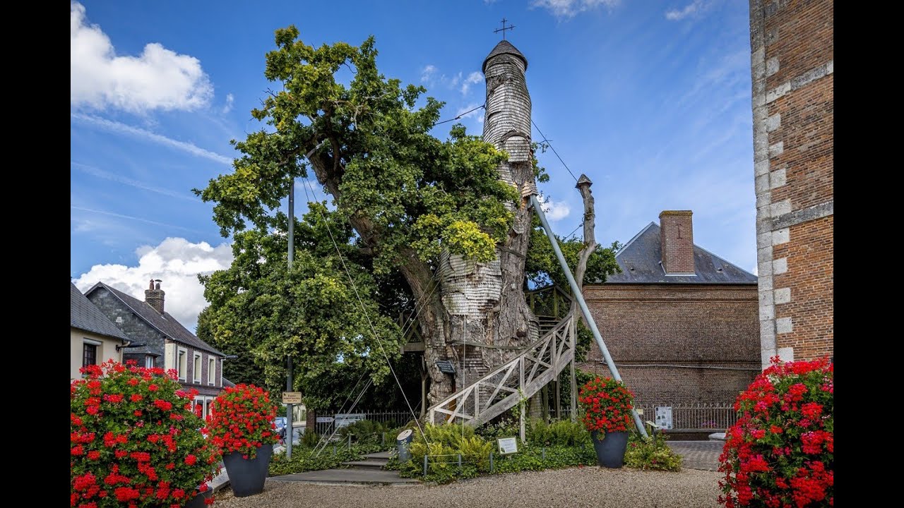 Chêne d'Allouville, église Saint-Pierre d'Yvetot, Notre-Dame Caudebec-en-Caux, maison des Templiers