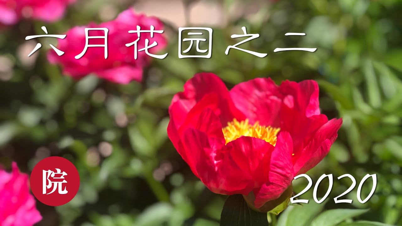 彬彬有院 花 193六月花园之二 2020 My Garden In Late June 2020 Youtube