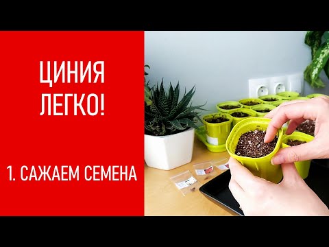 ЦИНИЯ - ЛЕГКО! Сажаем семена циний
