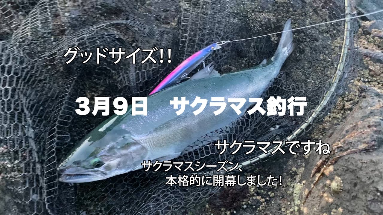3月9日 サクラマス釣行 Youtube