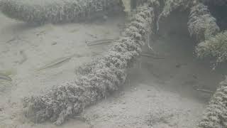Devils River Minnow (Dionda diaboli), Devils River, TX, Video 1