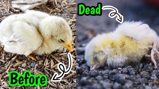 How to take care of coloured chicks but dead | chick chicken #chicks