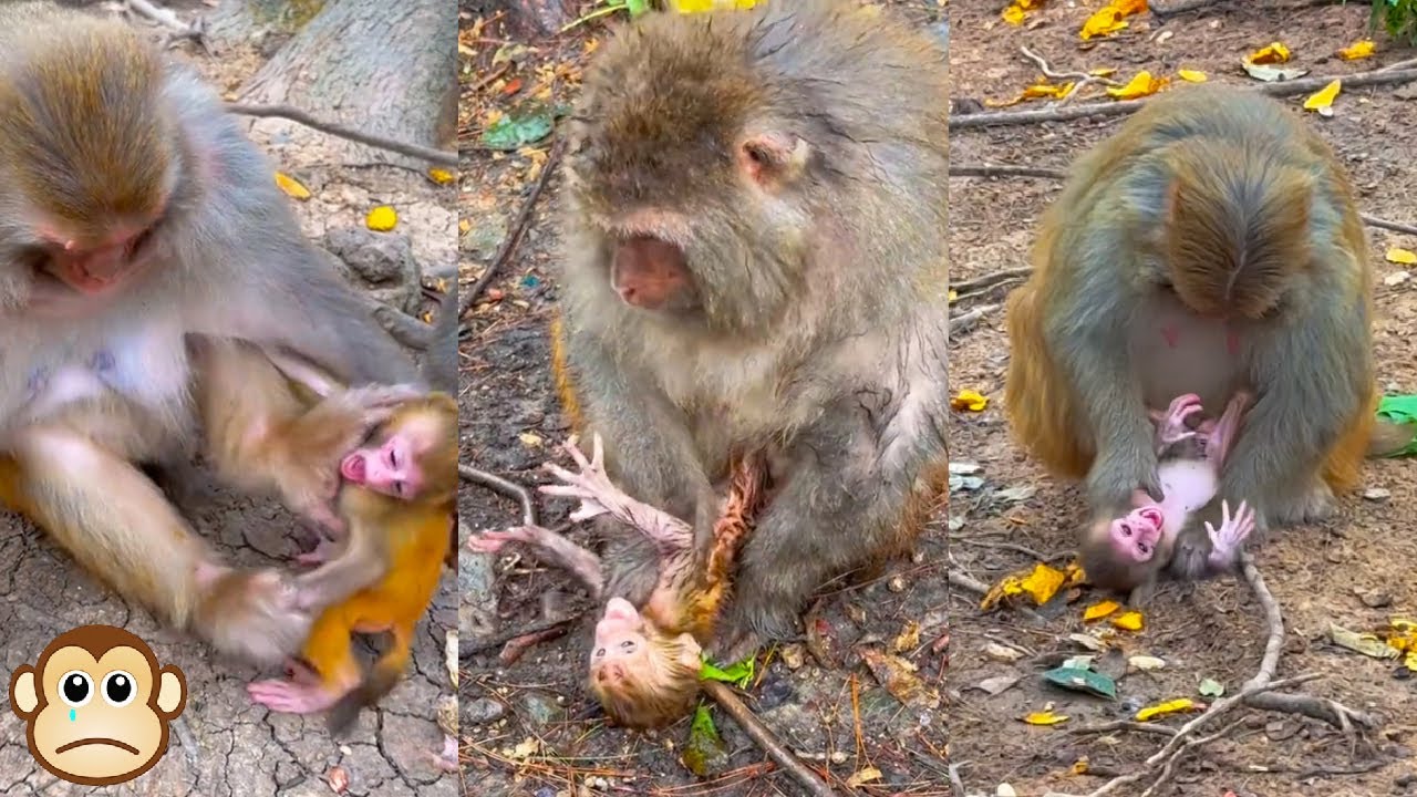 What is the evil stepmother doing to the baby monkey? The baby monkey begs the mother to spare him