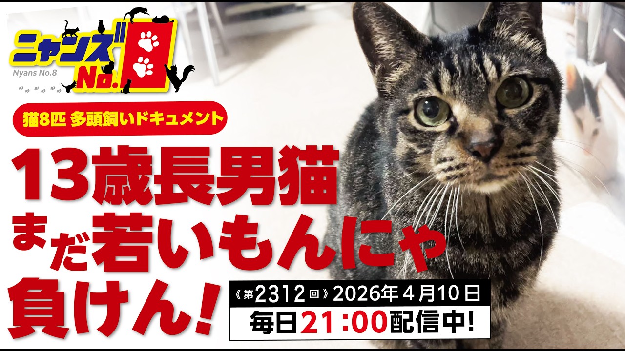 Episode 2312: 13-year-old eldest cat - I won't lose to the younger
