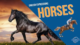 HORSE: expressões idiomáticas com HORSE (com tradução)