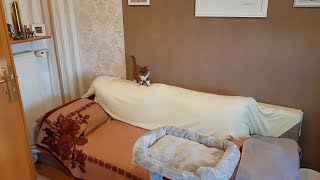 Gismo und sein neues Kinderzimmer by Elmar Hucks 105 views 7 months ago 2 minutes, 5 seconds