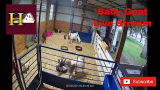 Goat Nursery at Howells