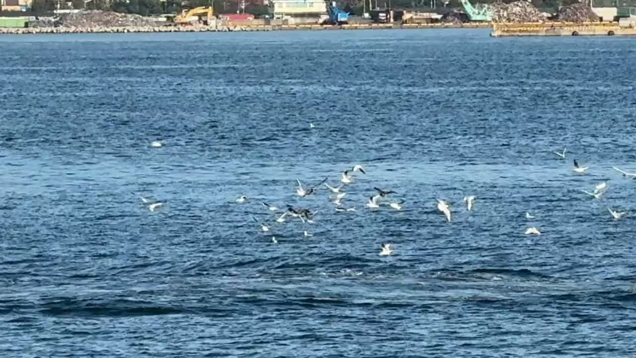 富士山 2025.11.7 AM8:00 海鳥たちと駿河湾フェリー - YouTube