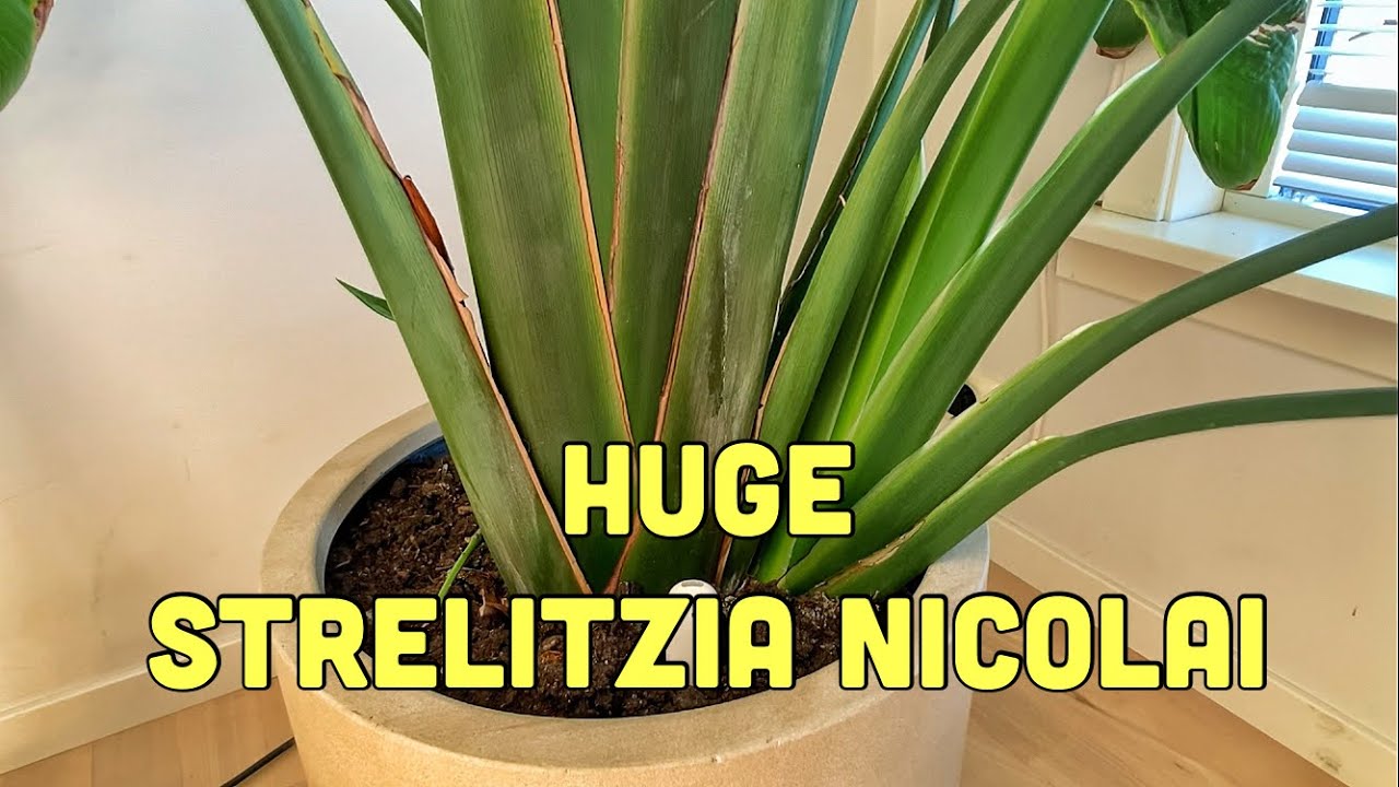 An Update on My Huge Strelitzia Nicolai