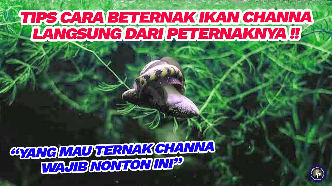 BONGKAR RAHASIA CARA TERNAK CHANNA LANGSUNG DARI PAKARNYA ! YANG MAU TERNAK CHANNA WAJIB NONTON INI
