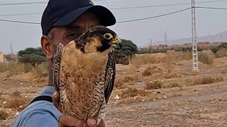 إطلاق أنثى شاهين بربري الى البرية وجدها أحد الاصدقاء وسط حوض مائي الشاهين