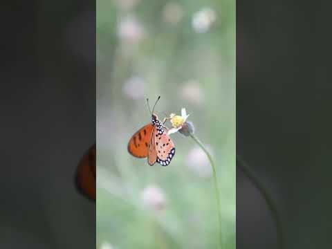 استادحاج حبیب اسفندیاری ولادت حضرت زینب س شهرقدس