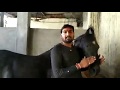 Rajasthani marwari horse