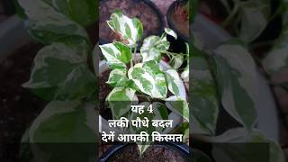 घर के लिए 4 लकी पौधे || Lucky Plant for Home