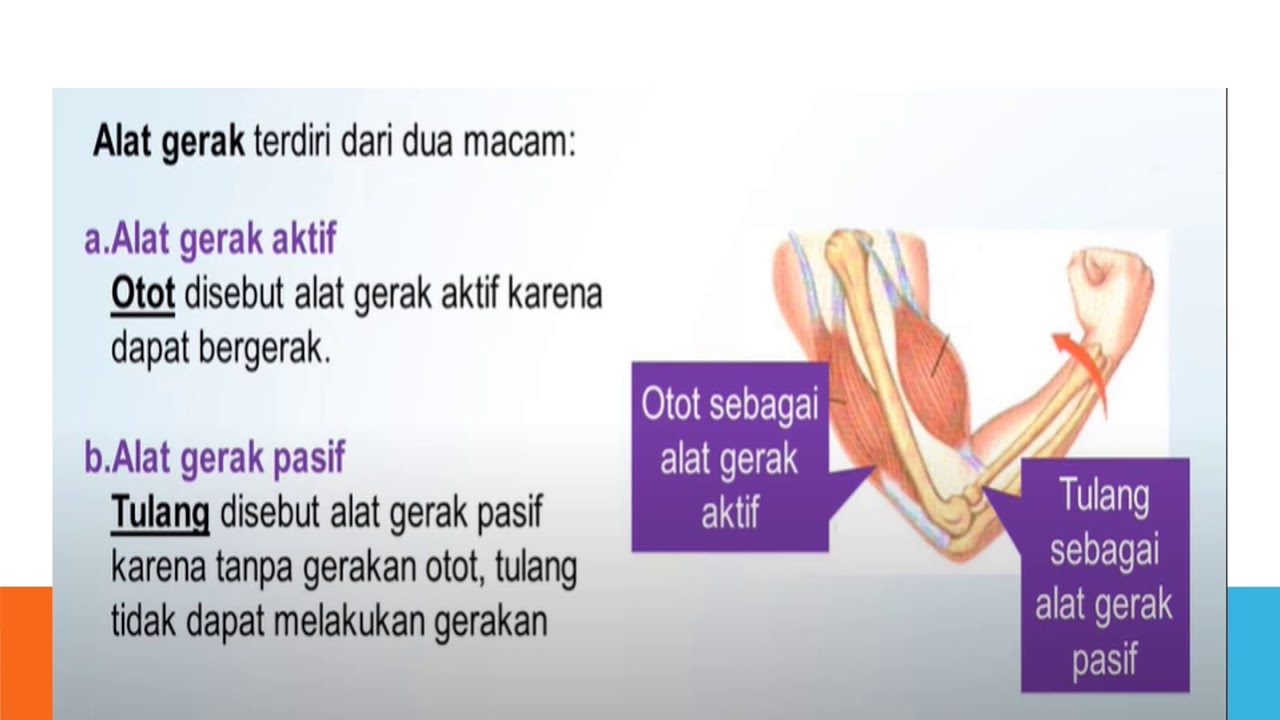 Mengapa rangka disebut sebagai alat gerak pasif