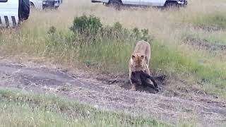 Lioness kills a buffalo calf