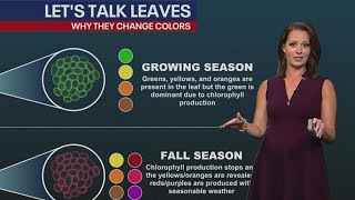 Leaf Language: Why do trees change color in the fall? Net Worth