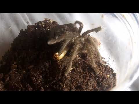 Tarantula Feeding Video 143 Part 3 - Escapees!