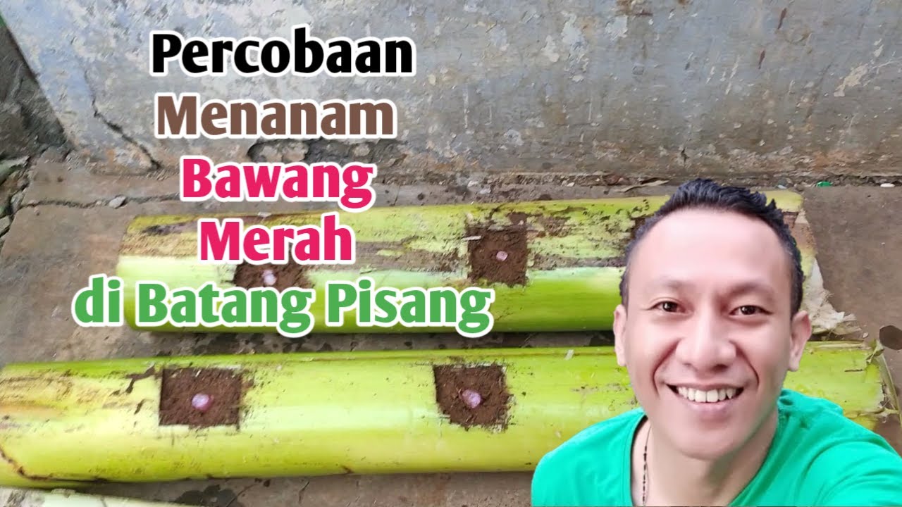 Percobaan Menanam Bawang Merah di Batang Pisang 