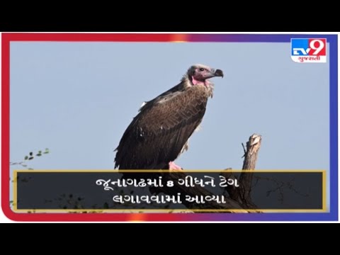 જૂનાગઢમાં 8 ગીધને ટેગ લગાવવામાં આવ્યા |Tv9gujaratinews