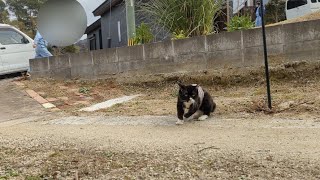 いきなり知らない人にあいさつされて焦る猫