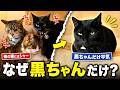 シャーする3匹のシニア猫が、なぜか元野良猫の黒ちゃんにだけ心を許しています