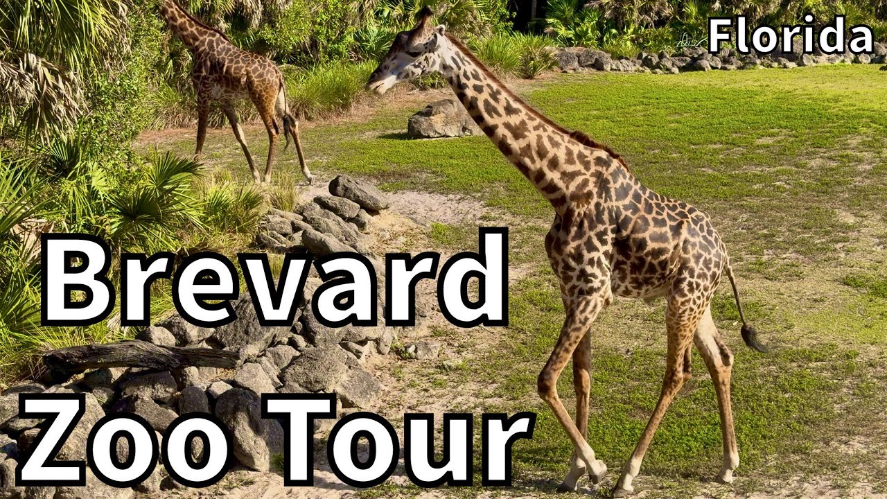 Tour of the Brevard Zoo - Melbourne, Florida - USA