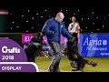 West midlands police dog display  crufts 2018