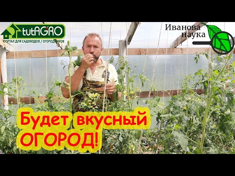 От этой подкормки очень вкусный огород! Правильная подкормка томата - залог большого урожая.