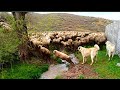 Koyunlar belli etmeseydi 😱 koyunlar kar yağacağını bilir ve size belli eder nasılmı izle ve öğren