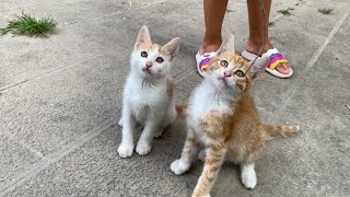 Hyperactive kittens living on the street play very cute games screenshot 1