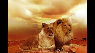 LIONS GATE 2021 - New Moon in Leo Very Auspicious Spiritual Awakening lionsgate2021 lionsgate