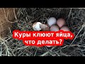 Как отучить кур клевать яйца