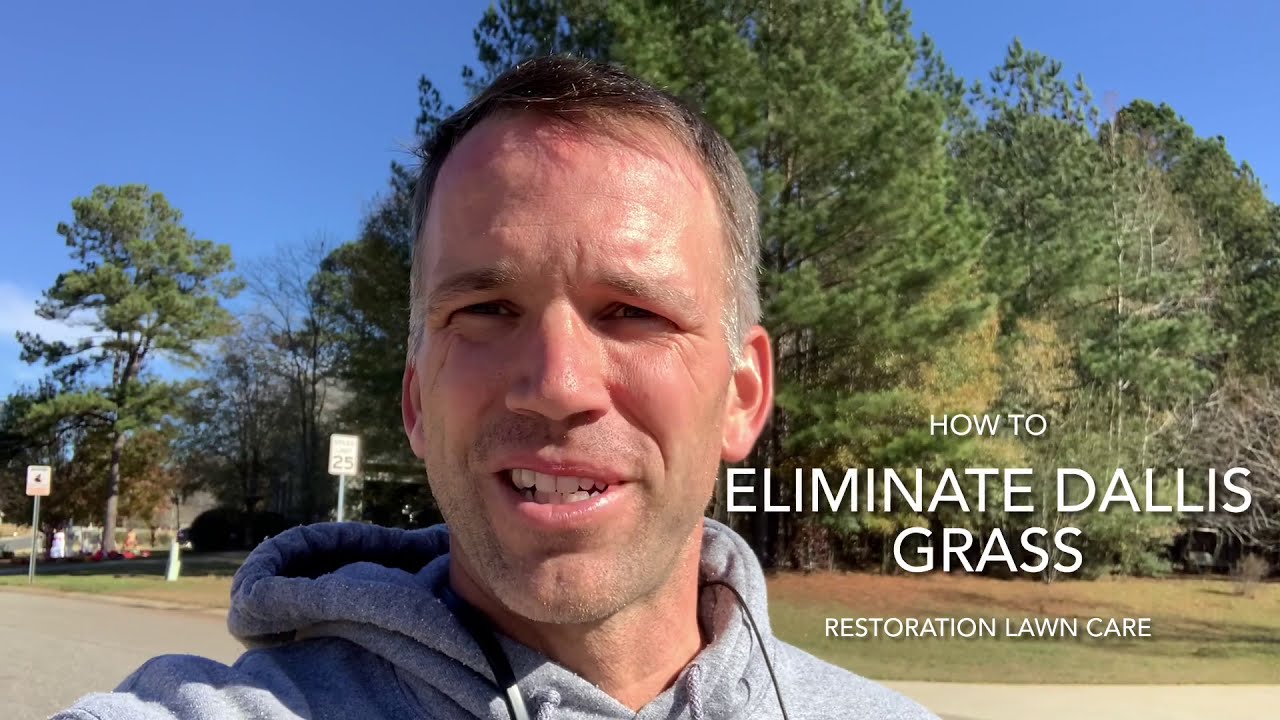 How to get rid of dallis grass in your Bermuda lawn - YouTube
