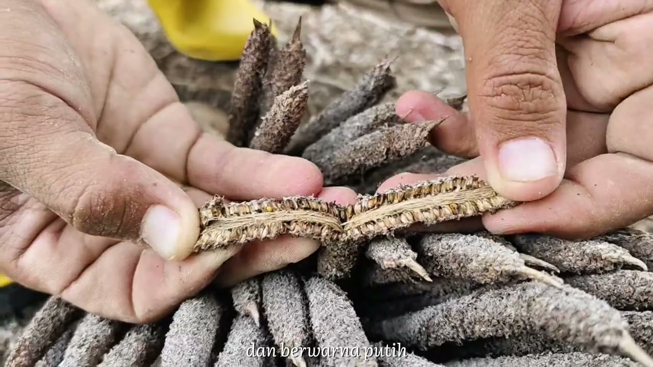 Teknik Hatch and Carry Divisi 03 TNE