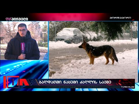 მისცემენ თუ არა ვინმეს პასუხისგებაში  ბაღდათში ნაცემი ძაღლის საქმეზე