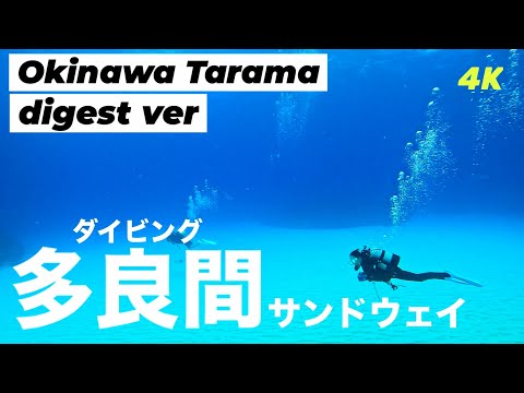 信じられない透明度…雄大な砂地でまったりダイビング｜沖縄・多良間ダイビングダイジェスト Tarama Island Okinawa Japan Diving Vlog