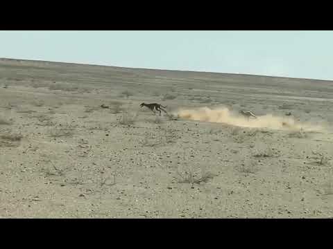 صيد بالسلوقي في الصحراء فراجه ديال الكاالكو