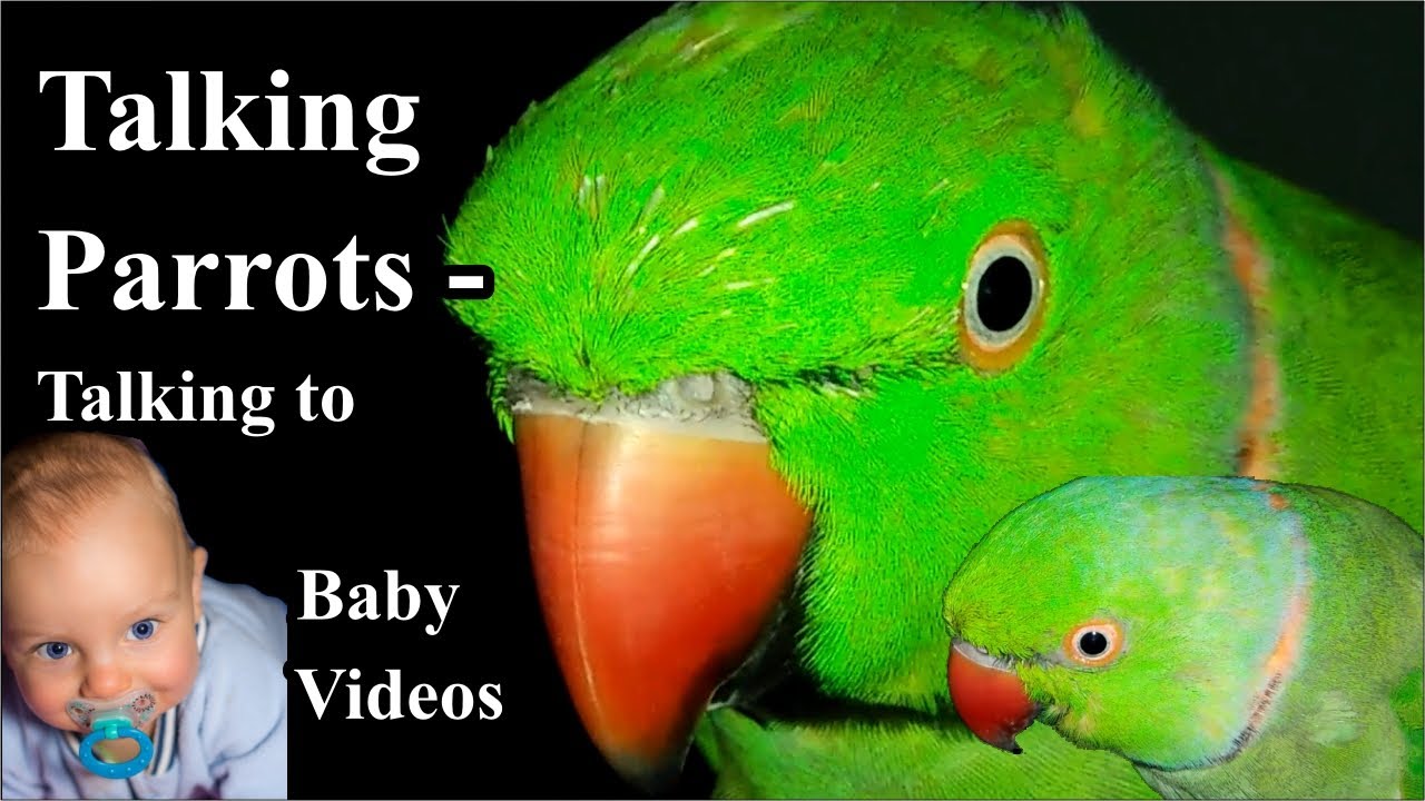 Talking parrots Talking to baby videos YouTube
