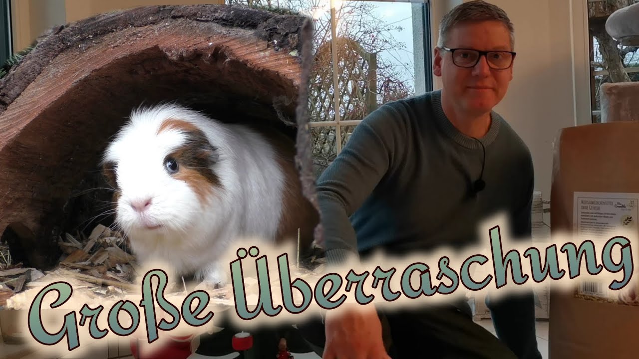 Trockenfutter für Meerschweinchen - Ja oder Nein? // Vorsicht! Feuchtigkeit in der Schutzhütte?